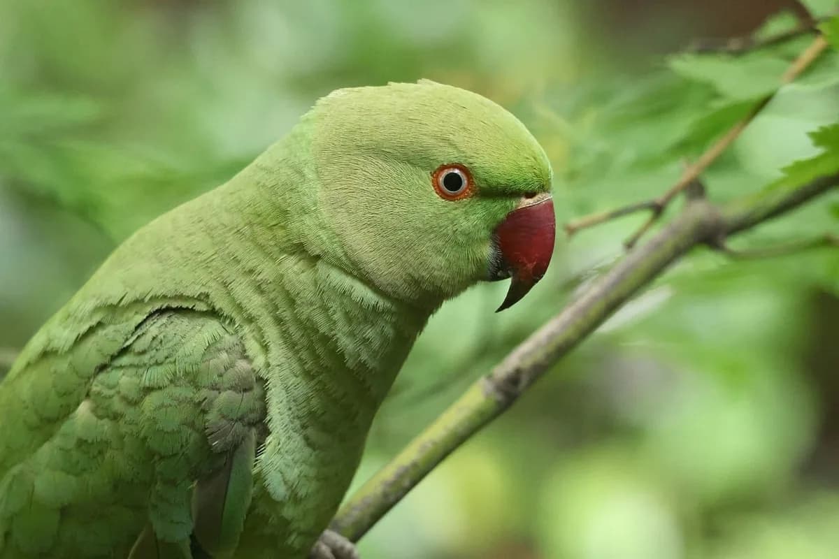 A Pet Parrot being checked over