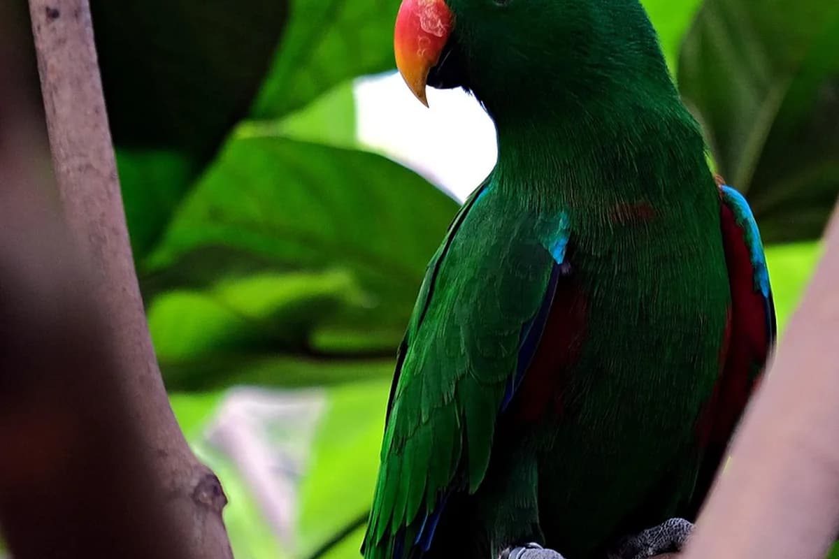 A Pet Parrot being checked over