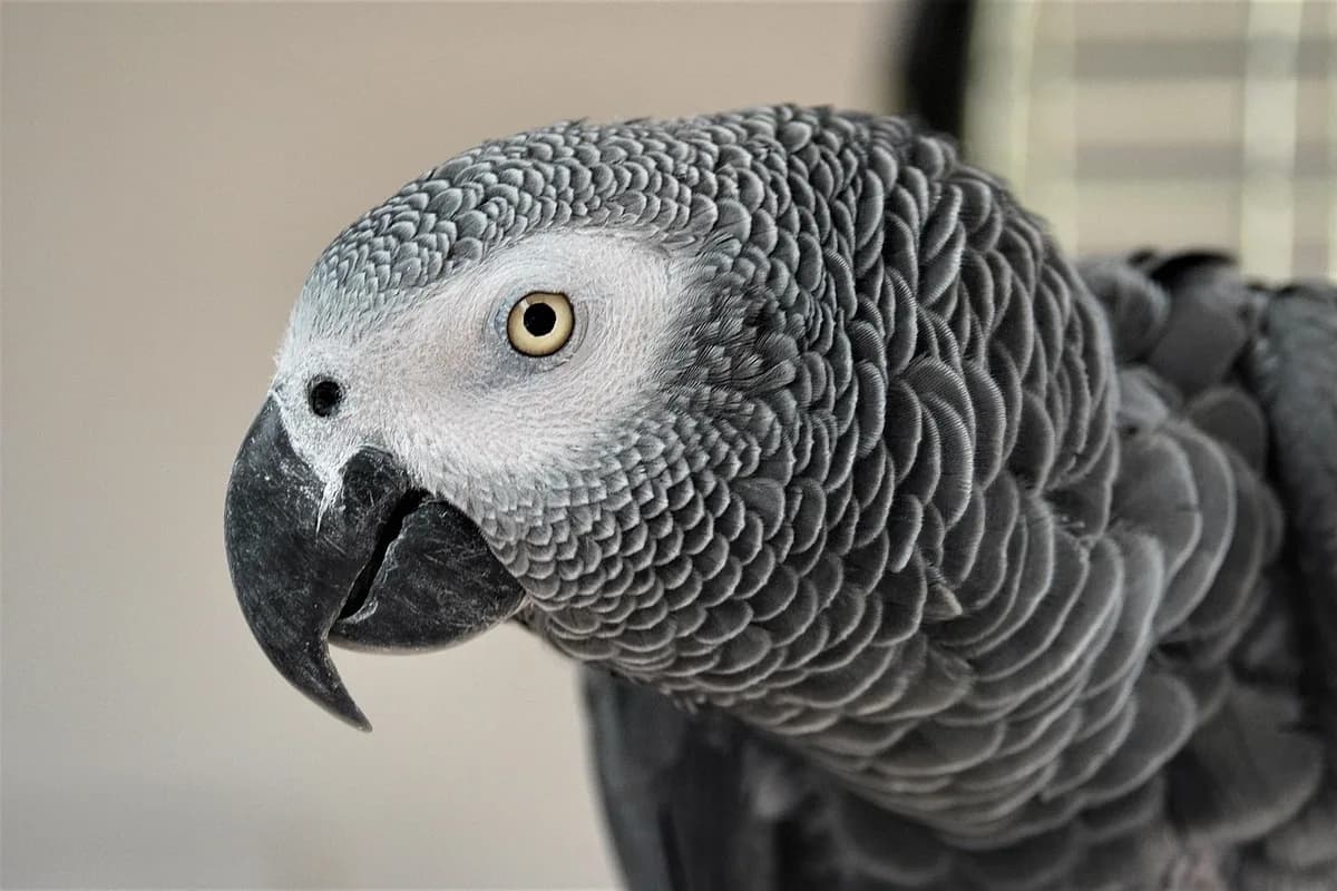 A Pet Parrot calling