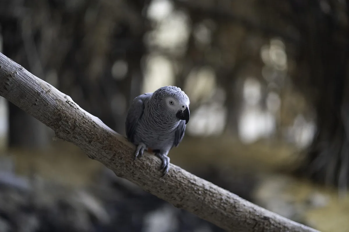 A Pet Parrot perched and alert
