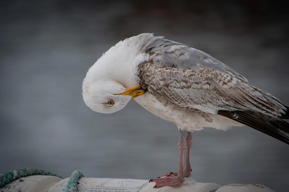 A Pet Parrot perched and alert