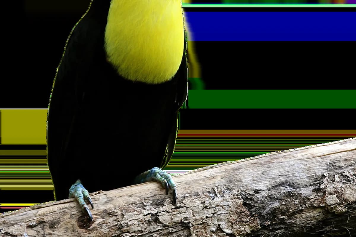 A Pet Parrot in flight