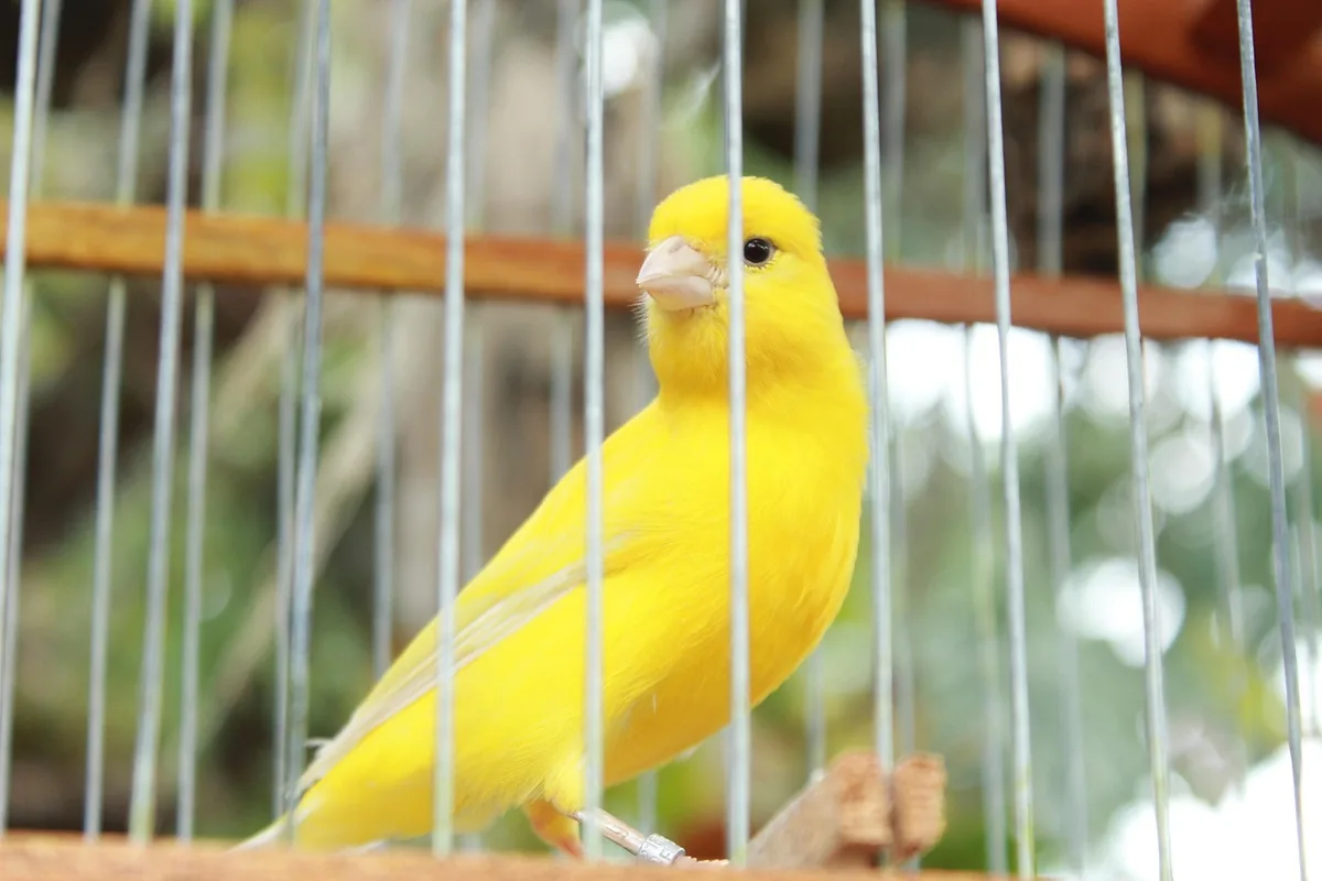 A Pet Parrot perched and alert