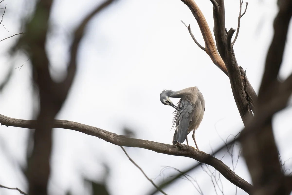 A Pet Parrot perched and alert