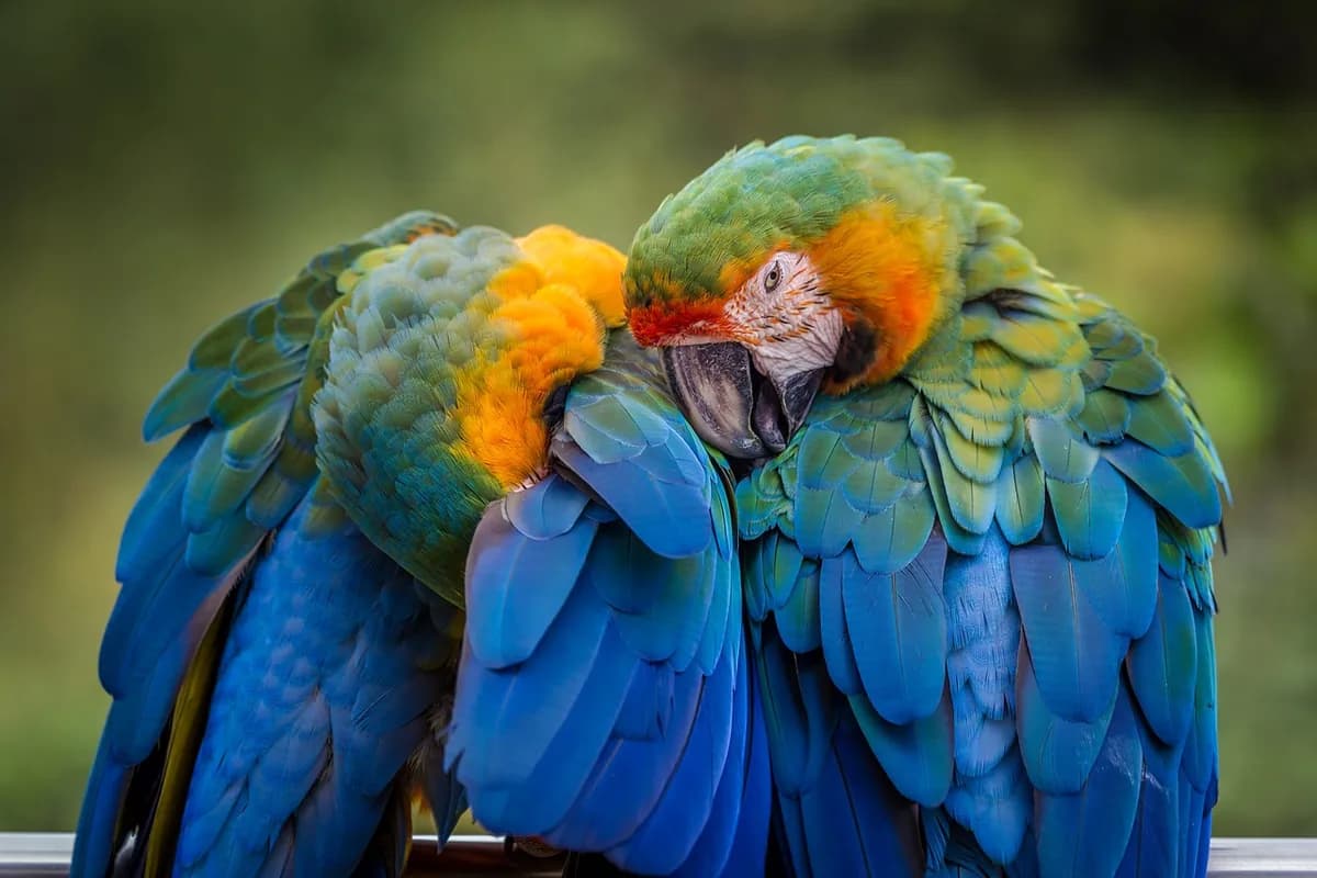 A Pet Parrot perched and alert