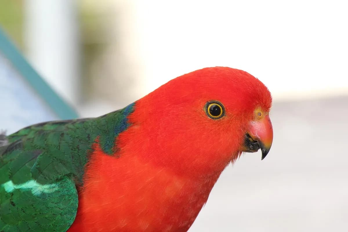 A Pet Parrot perched and alert