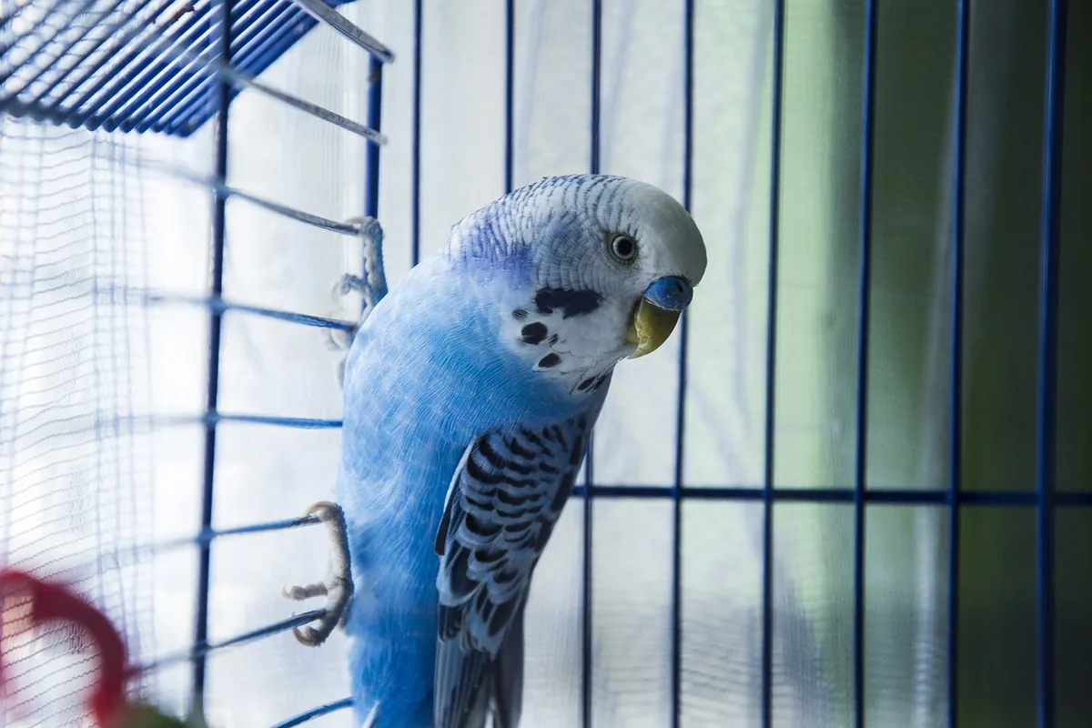 A Pet Parrot perched and alert