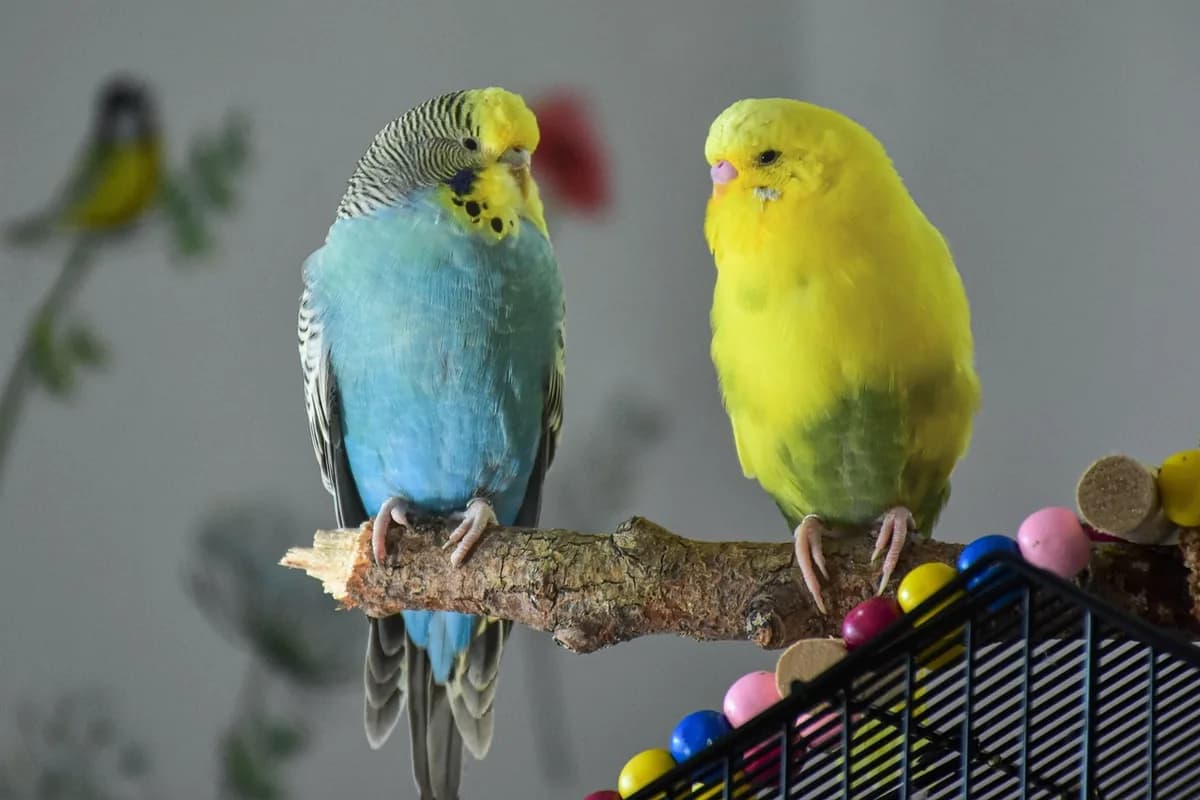 A Pet Parrot perched and alert