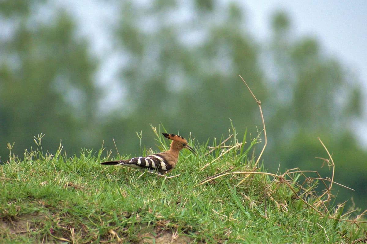 A Pet Parrot foraging