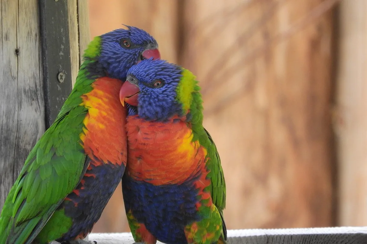 A Pet Parrot perched with another bird