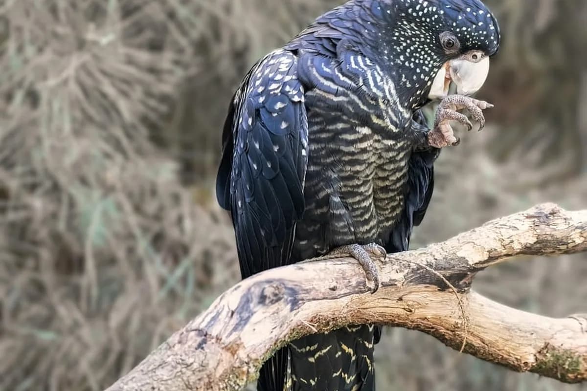 A Pet Parrot perched and alert