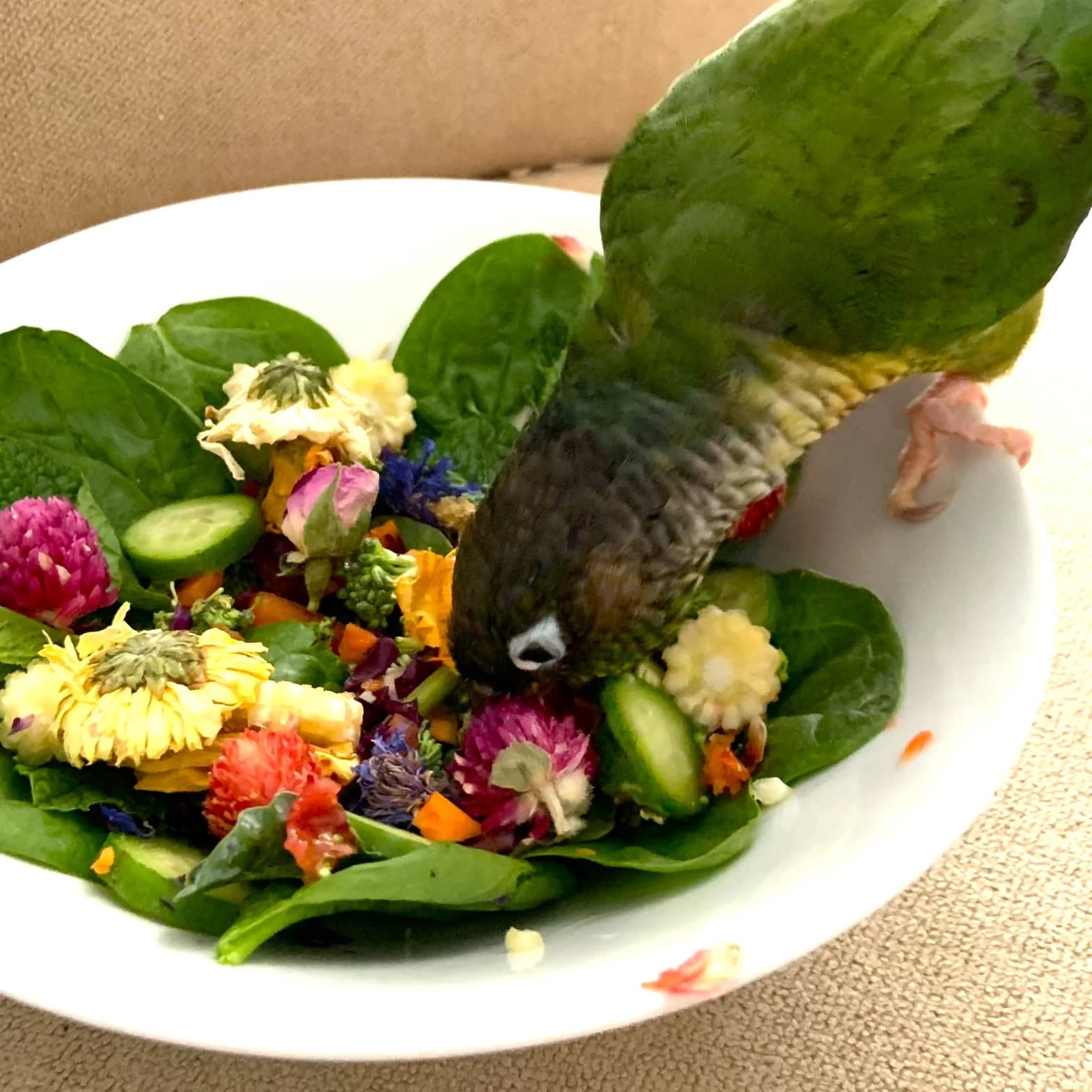 A Pet Parrot eating fresh food