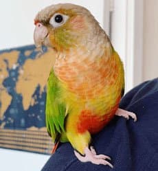 A Pet Parrot playing with a toy