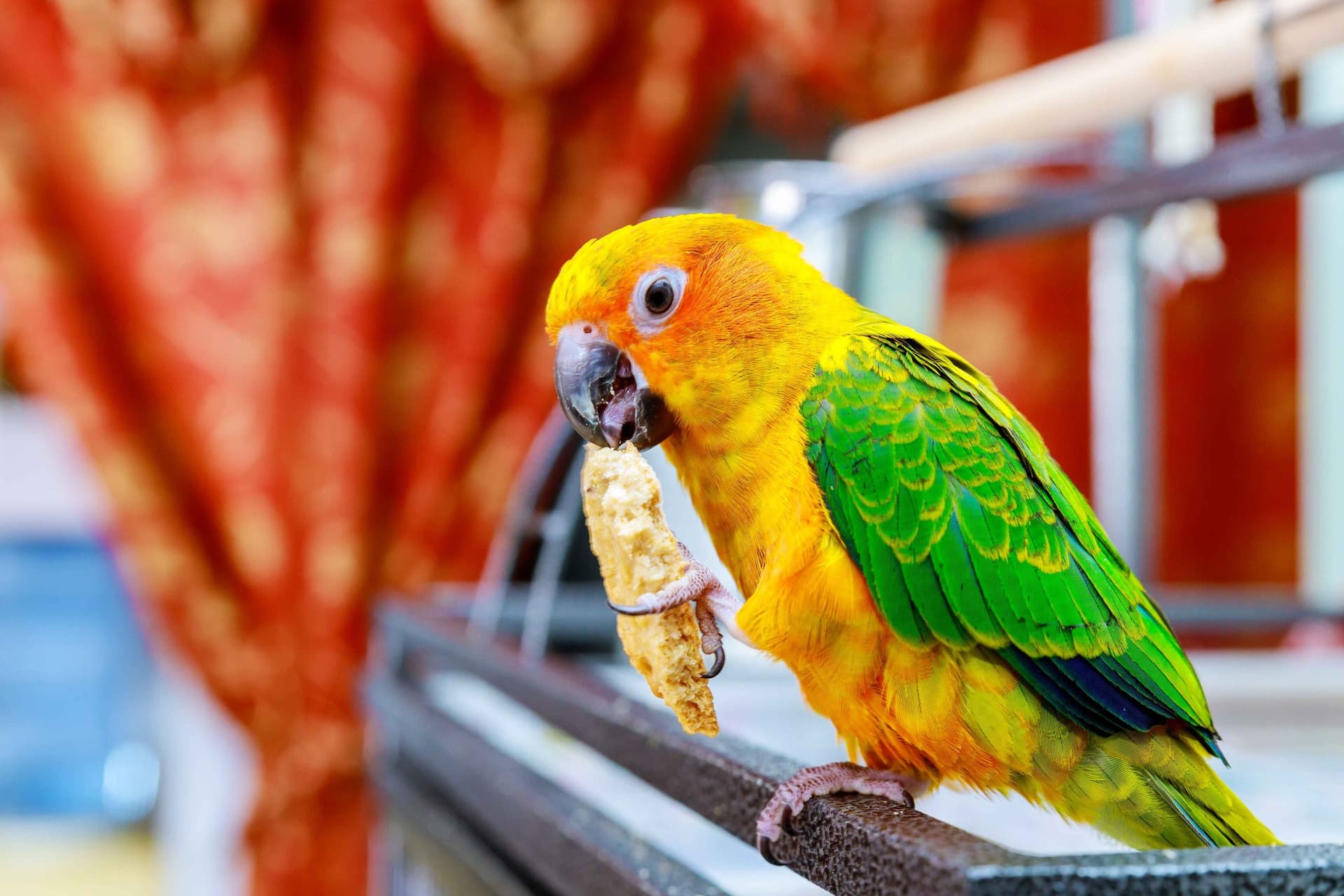 Species Mastery: Popular Parrots