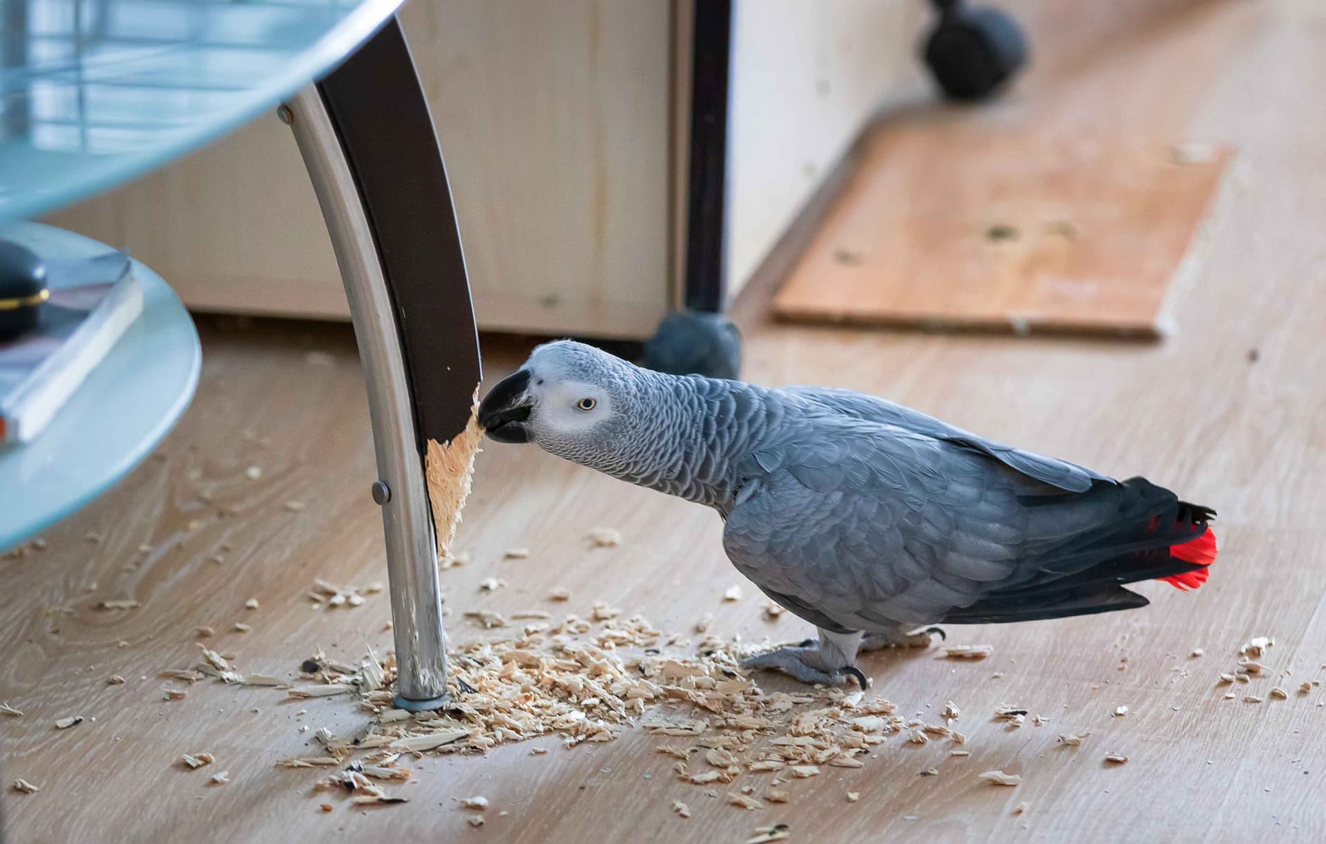 A Pet Parrot perched and alert