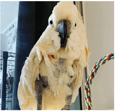 A Pet Parrot perched and alert