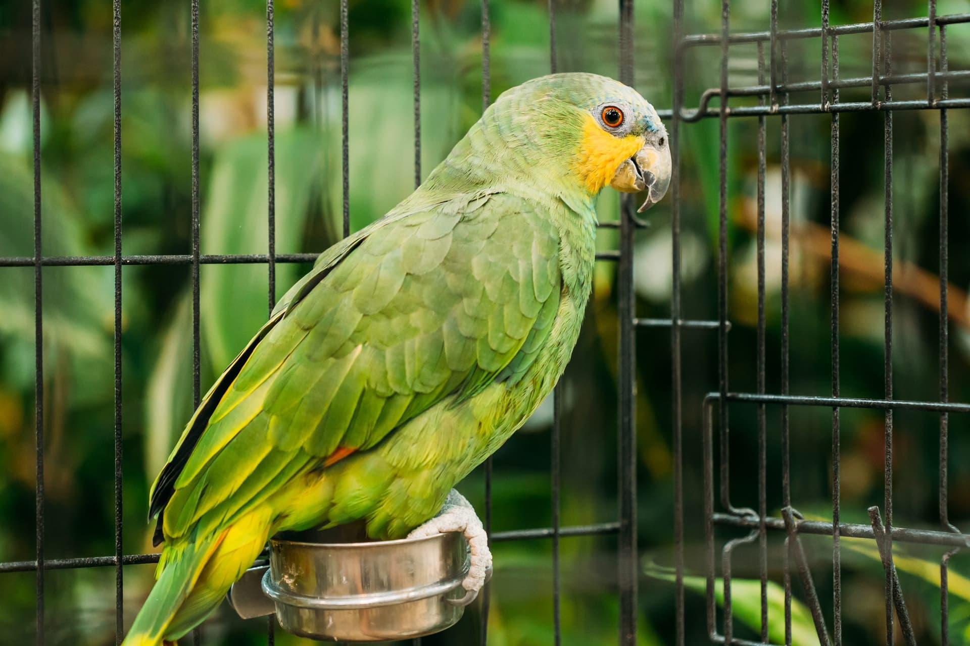 Parrot Communication & Speech