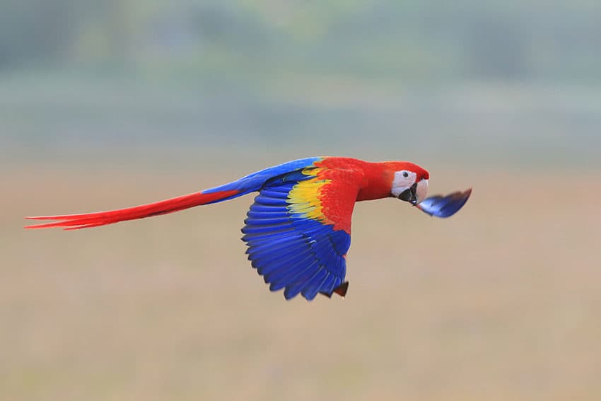 A Pet Parrot in flight