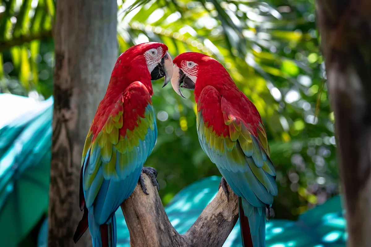 A Pet Parrot playing with a toy
