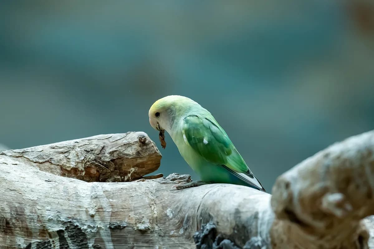 A Lovebird being checked over