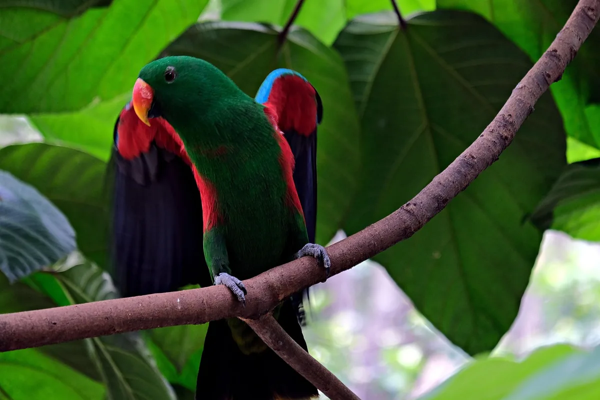 A Pet Parrot being checked over