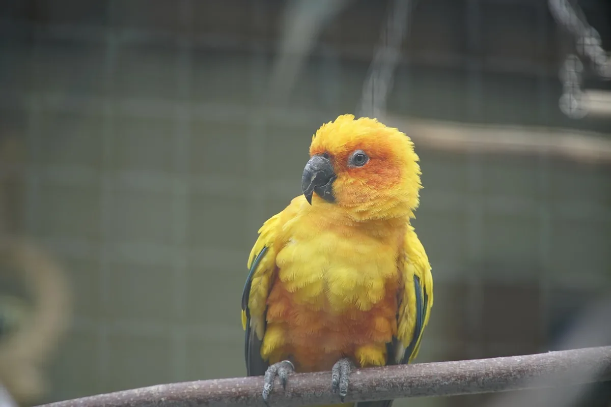 A Pet Parrot perched and alert