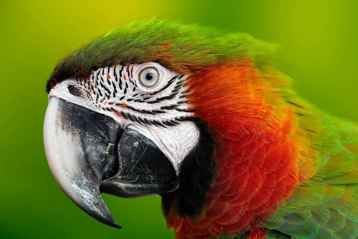 A Pet Parrot perched and alert