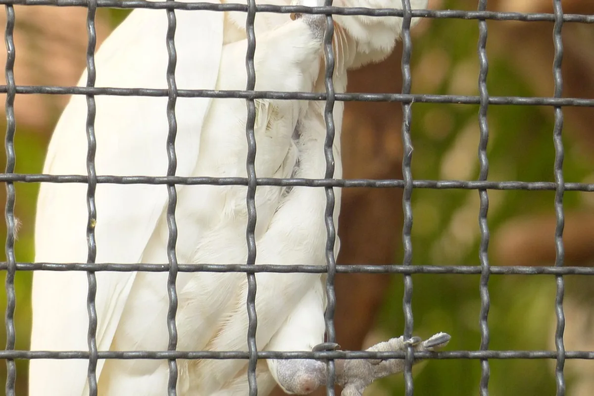 A Pet Parrot calling