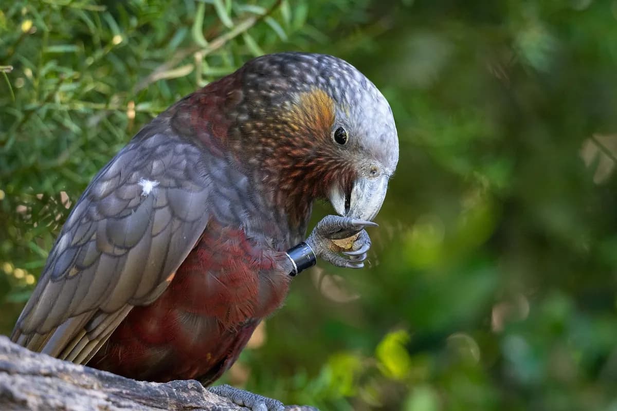 A Pet Parrot foraging