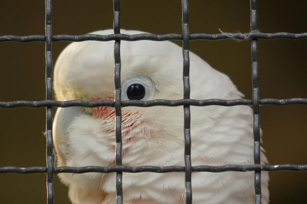 A Pet Parrot calling